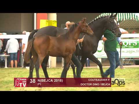 Show AQPS Ouest 2018 : Lot 38 - N(BEJCA 2018)