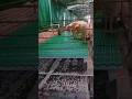 How Russian Goat Farms Use Goat Poop For Fertilizer