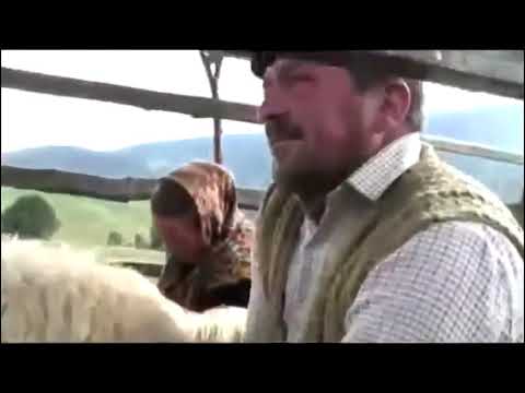 Traditional livestock at Jina, Romania [August 2012]