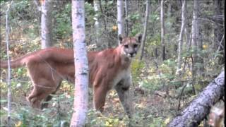 Mountain Lion encounter in Montana