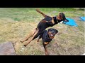Funniest Rottweiler DOG Is On A Mission To Make You LAUGH