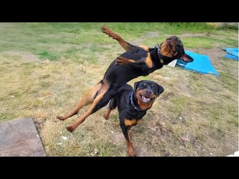 Le chien rottweiler le plus drôle est en mission pour vous faire rire ! 🤣