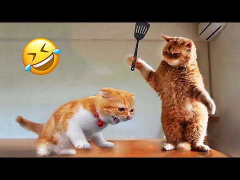 Essayer de ne pas rire meilleurs chiens et chats drôles partie 1