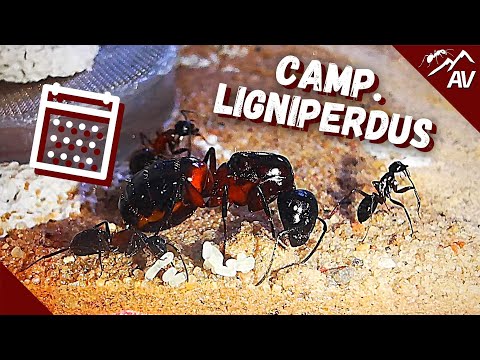 Mravec drevokaz (Camponotus ligniperda) — terárium, kŕmenie a správanie