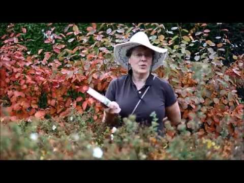 De overgave - Arthur Japin