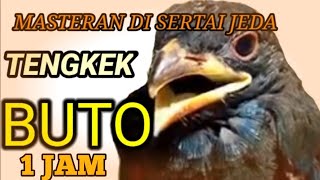 Download lagu TENGKEK BUTO GACOR AMPUH BUAT MASTERAN DISERTAI JEDA mp3 Download lagu TENGKEK BUTO GACOR AMPUH BUAT MASTERAN DISERTAI JEDA mp3