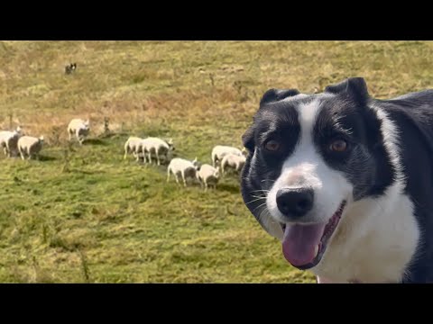 Amazing sheepdog working sheep on a Sunday