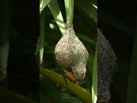 Weaver Bird NEST BUILDING Secrets Revealed! 71#viralshort #nature