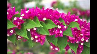 O Grande Amor - Stan Getz & João Gilberto