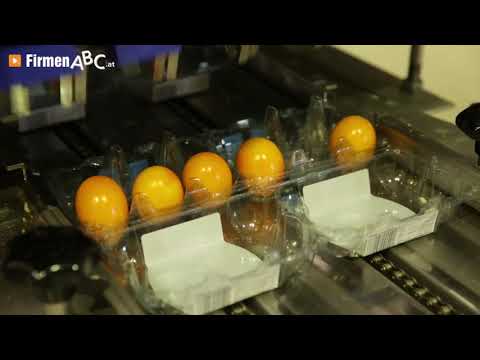 Schrall Ei GmbH – Ihr Partner für frische Bioeier aus Boden- und Freilandhaltung in Atzenbrugg