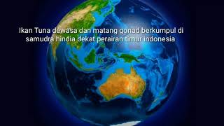 Download lagu Ruaya Ikan Tuna Sirip Biru mp3