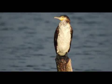 Езеро од јаболка