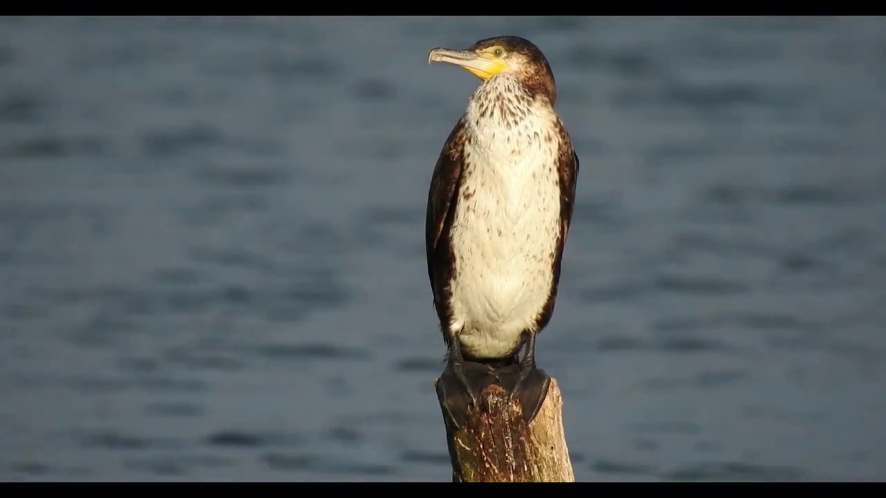 Lake of Apples - Trailer
