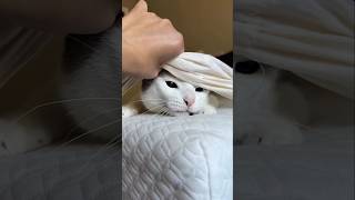 #cat #cute #catvideo #cutecat #funnyvideo #funny #studywithmeandmycat