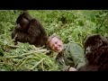 David Attenborough plays with cute baby gorillas - BBC