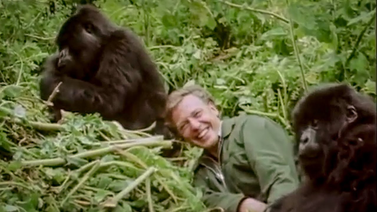 David Attenborough Plays with Cute Baby Gorillas | BBC Earth - YouTube