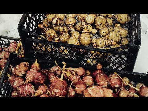 фото топинамбур для посадки 0