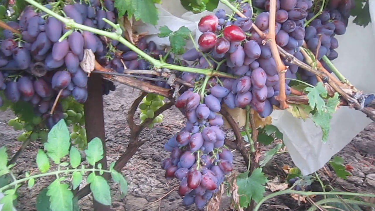 Виноград Дунав