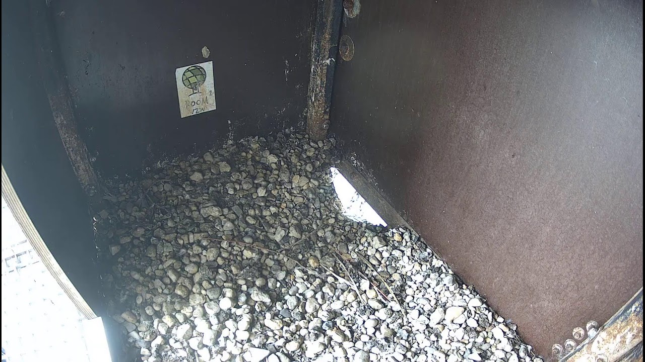 Live webcam view of Nido de Halcón Peregrino en Gante