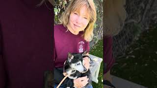 Video preview image #1 Chihuahua Puppy For Sale in Pasadena, CA, USA