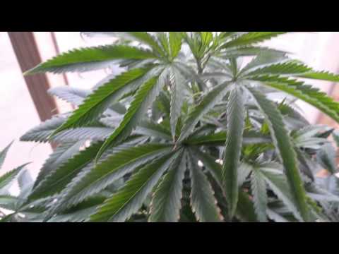image-Is wind bad for plants?