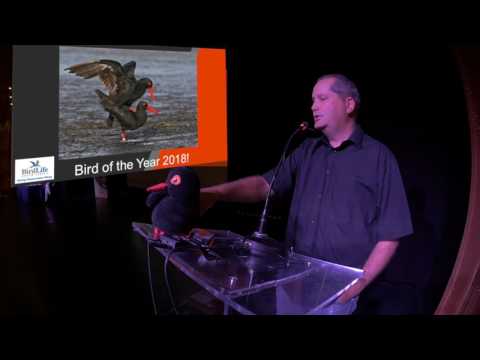 Flock At Sea 2017: Bird Of The Year