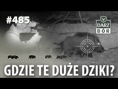 Darz Bór odc. 485 Polowanie na dziki. Czy tak musi być na „szczytach władzy” PZŁ…?