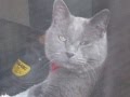Old Puss 