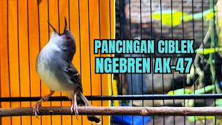 Download lagu suara burung CIBLEK GACOR NGEBREN Pancingan Ciblek Semi bahan jadikan ciblek kristal gacor Tarung mp3 Download lagu suara burung CIBLEK GACOR NGEBREN Pancingan Ciblek Semi bahan jadikan ciblek kristal gacor Tarung mp3