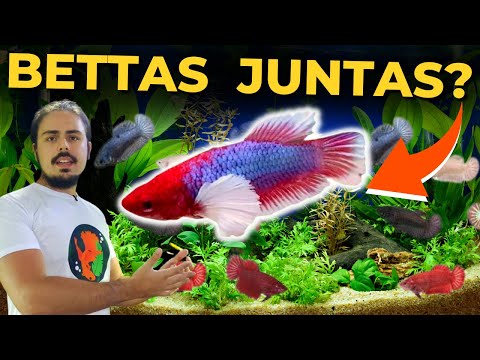 🔴AQUÁRIO DE BETTAS FÊMEAS: MINHA OPINIÃO! |Mr. Betta|
