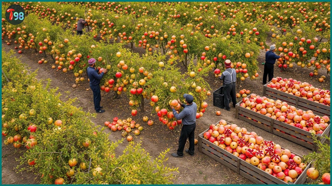 How Farmers in Iran and the Middle East Harvest Millions of Tons of Fruits and Vegetables