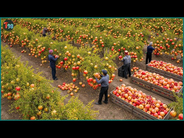 How Farmers in Iran and the Middle East Harvest Millions of Tons of Fruits and Vegetables SDDEFAULT Thumbnail
