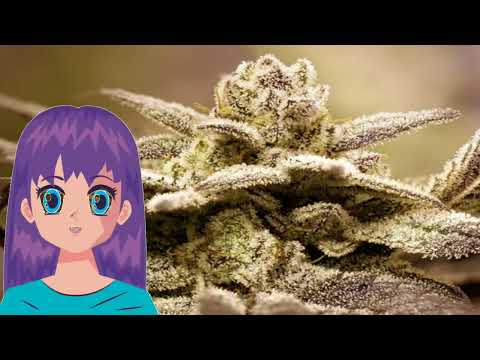 Dark Shadow Haze – Rare Dankness Seeds