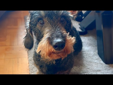 Dachshund Teddy's Tiny Snow Disaster 😂❄️