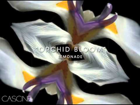 Lemonade - Orchid Bloom