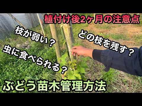 園芸 ブドウの植え付け、維持管理