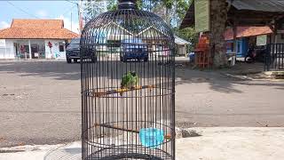 Download lagu CARA MENJINAKAN BURUNG CAK IJOMINI || CIMINI - DI JAMIN AMPUH - AUTO JINAK, PRESTASI || mp3 Download lagu CARA MENJINAKAN BURUNG CAK IJOMINI || CIMINI - DI JAMIN AMPUH - AUTO JINAK, PRESTASI || mp3