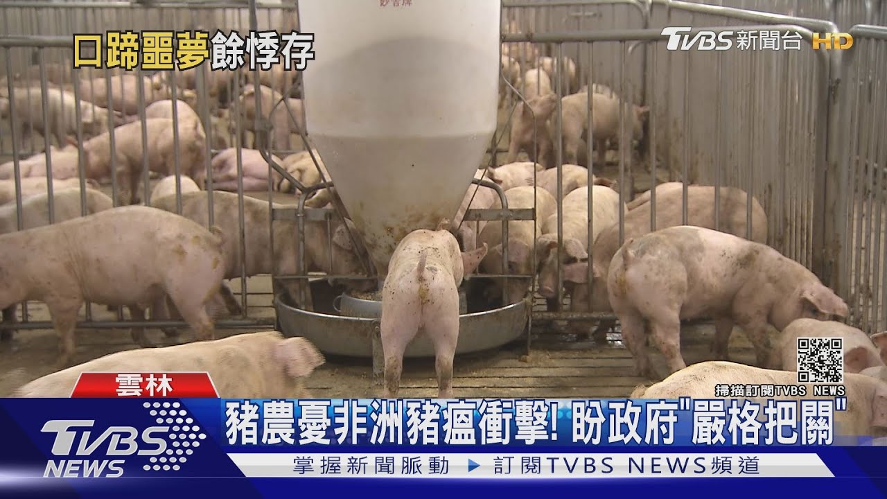 豬農憂非洲豬瘟衝擊！　盼政府「嚴格把關」