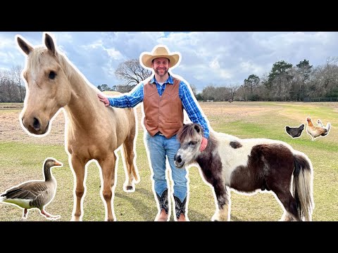 Man in a cowboy hat and vest standing with a large light-brown horse and a small pony in a grassy field, with a duck nearby.