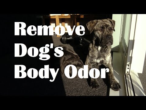 YouTube video about: How to make dog smell good between baths?