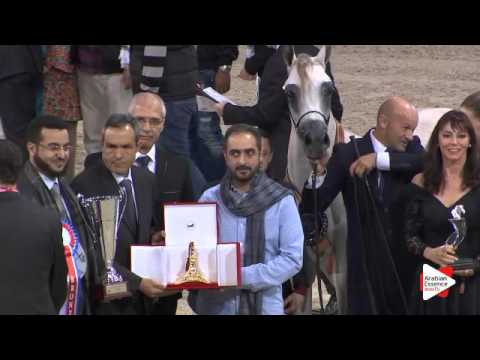 3RD place-N.17 MOZN AL BIDAYER - Paris 2015 - Yearling Fillies Championship (Class CM7)