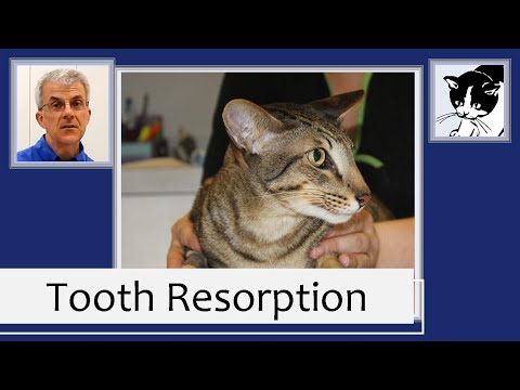 Cat Dental Disease: Tooth Resorption (2013)