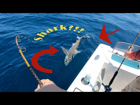 Crazy 15 min SHARK fight!!!