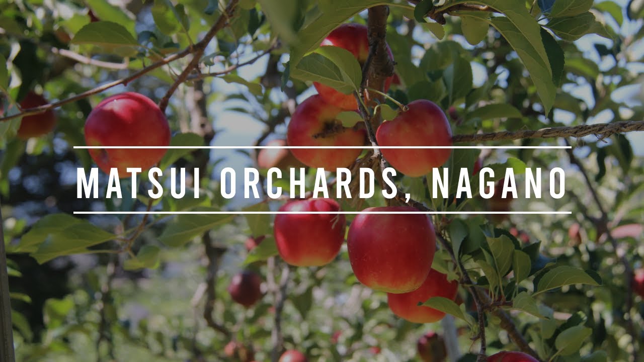 Experience the captivating cinematic journey through Nagano's lush apple orchards.