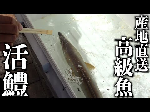 釣った魚を生きたまま持って帰ってあの料理にしてみたら・・・！？
