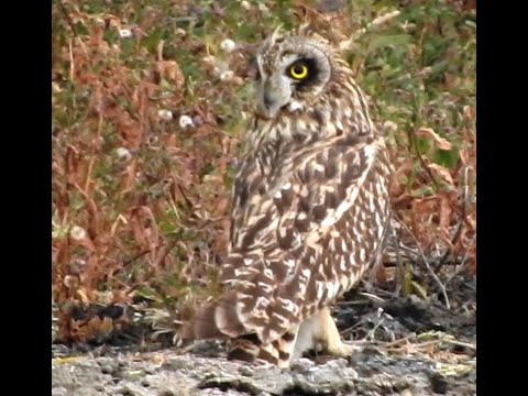 Close-up of Camouflaged Short-eared Owl - 3