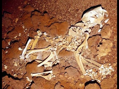 Bone Diggers, "Thylacoleo" The Marsupial Lion