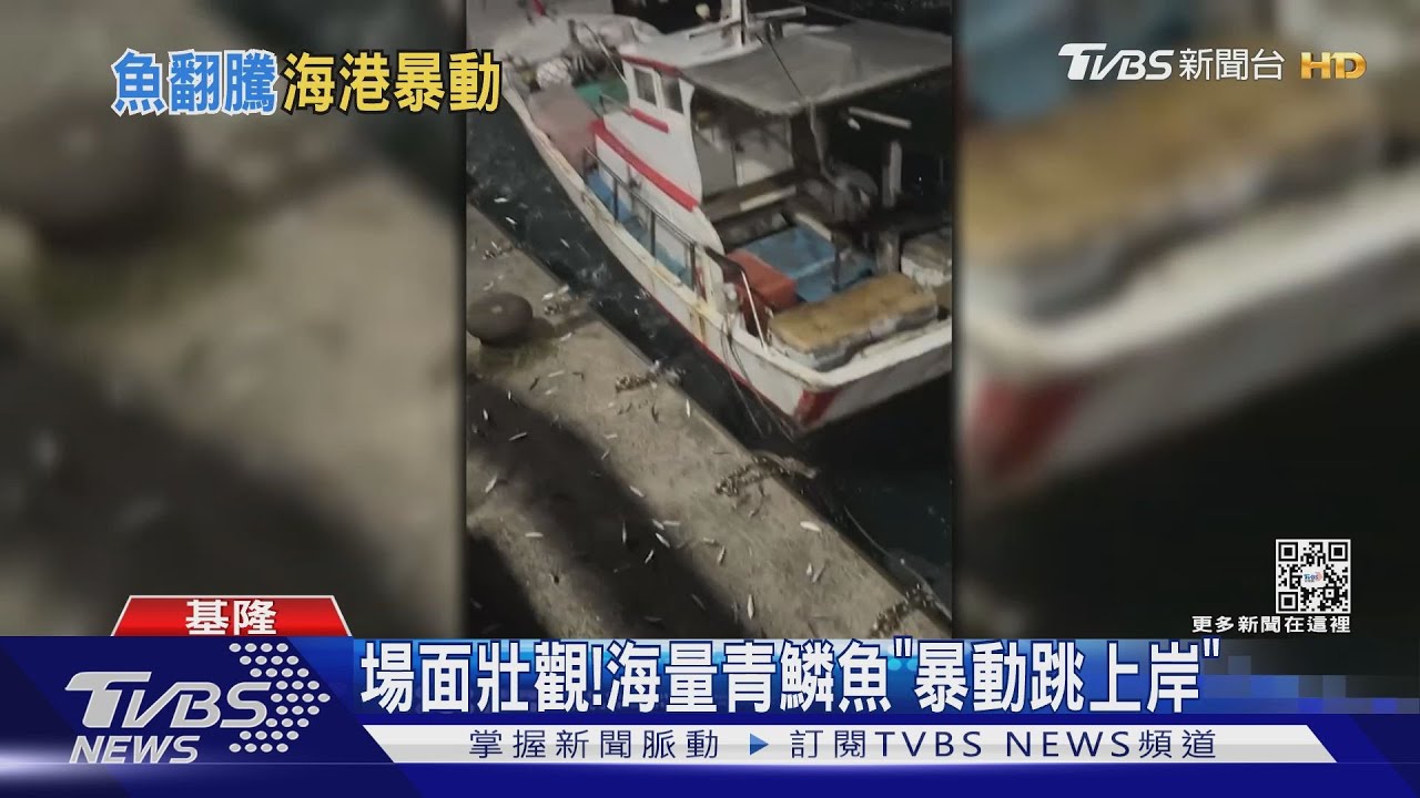 場面壯觀!海量青鱗魚「暴動跳上岸」