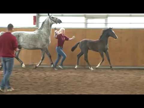 *2014 Holsteiner filly by Crumble - Casall - Cassini I