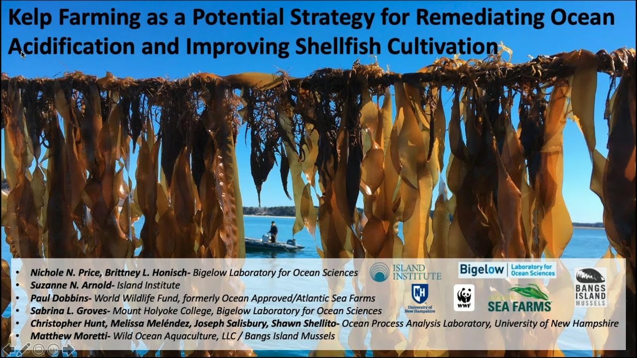 Mitigation and Building Resilience through Kelp and Seagrass - May 24 2020